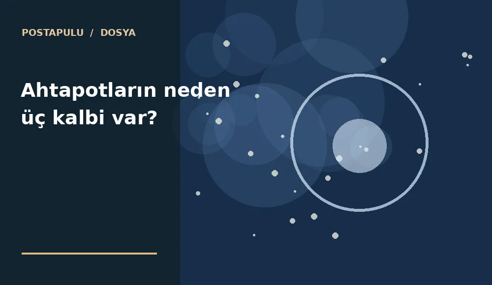 Ahtapotların neden üç kalbi var?
