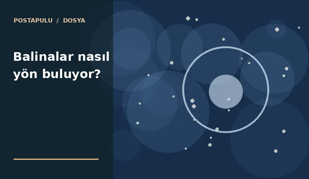 Balinalar nasıl yön buluyor?
